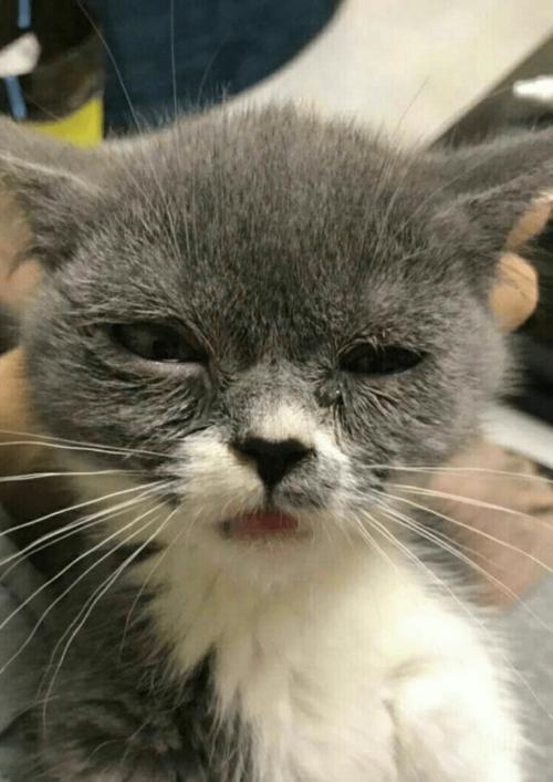 猫咪打喷嚏流鼻涕怎么办,宠物猫打喷嚏流鼻涕吃什么药-第1张图片 猫咪打喷嚏流鼻涕怎么办,宠物猫打喷嚏流鼻涕吃什么药-第1张图片