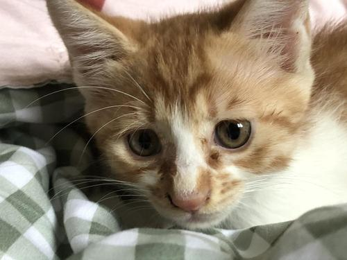 猫咪打喷嚏流鼻涕怎么办,宠物猫打喷嚏流鼻涕吃什么药-第2张图片 猫咪打喷嚏流鼻涕怎么办,宠物猫打喷嚏流鼻涕吃什么药-第2张图片