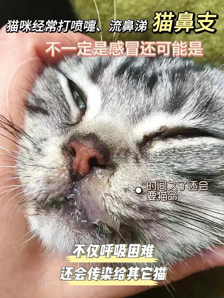 猫咪打喷嚏流鼻涕怎么办,宠物猫打喷嚏流鼻涕吃什么药-第3张图片 猫咪打喷嚏流鼻涕怎么办,宠物猫打喷嚏流鼻涕吃什么药-第3张图片