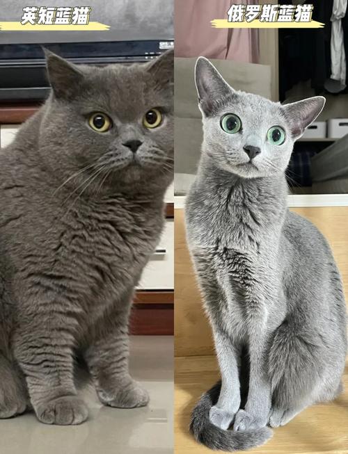 解析“蓝猫是英短吗”你不知道的事-第1张图片 解析“蓝猫是英短吗”你不知道的事-第1张图片