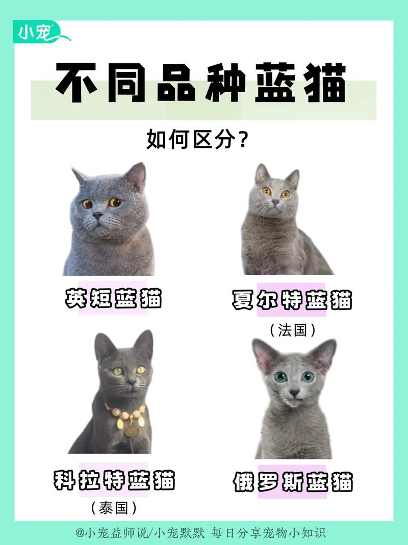 解析“蓝猫是英短吗”你不知道的事-第2张图片 解析“蓝猫是英短吗”你不知道的事-第2张图片