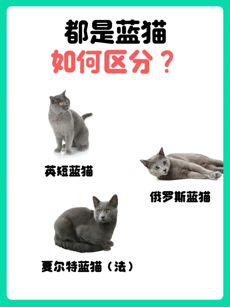 解析“蓝猫是英短吗”你不知道的事-第3张图片 解析“蓝猫是英短吗”你不知道的事-第3张图片