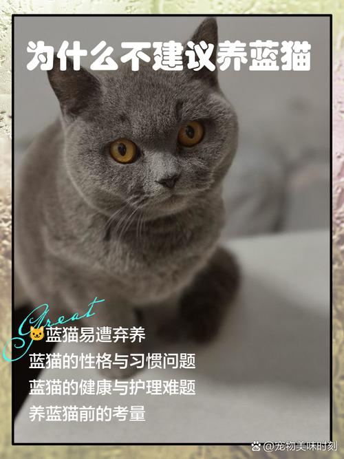 解析“蓝猫是英短吗”你不知道的事-第4张图片 解析“蓝猫是英短吗”你不知道的事-第4张图片