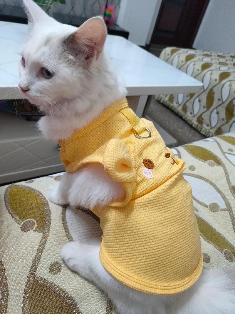 猫穿衣服好吗-猫穿衣服好处-第3张图片 猫穿衣服好吗-猫穿衣服好处-第3张图片