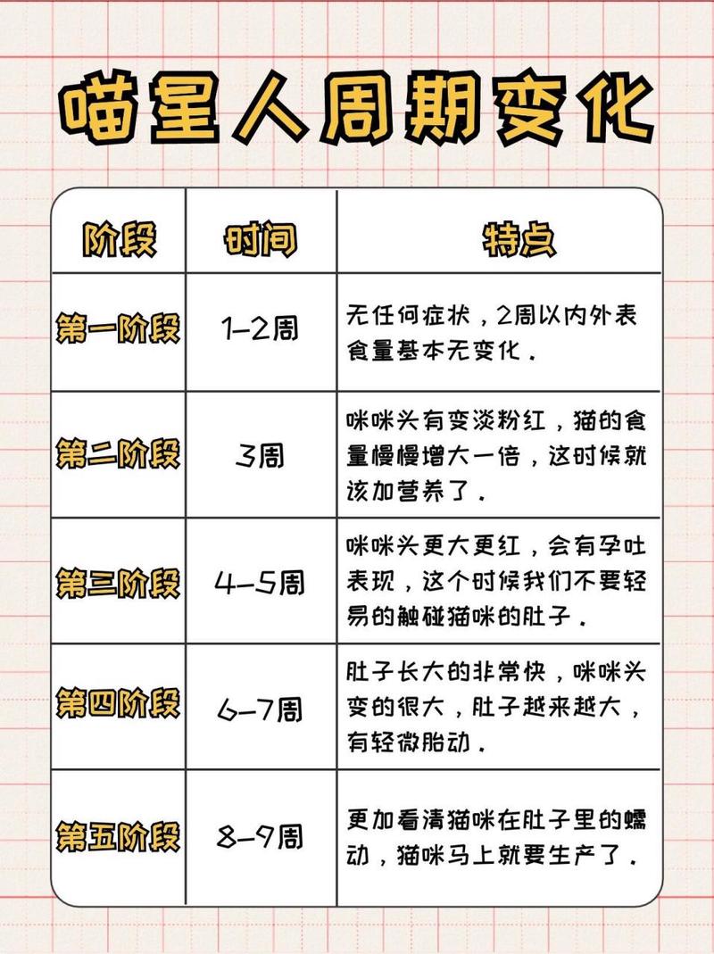 猫咪预产期怎么算,猫咪预产期公式-第2张图片 猫咪预产期怎么算,猫咪预产期公式-第2张图片