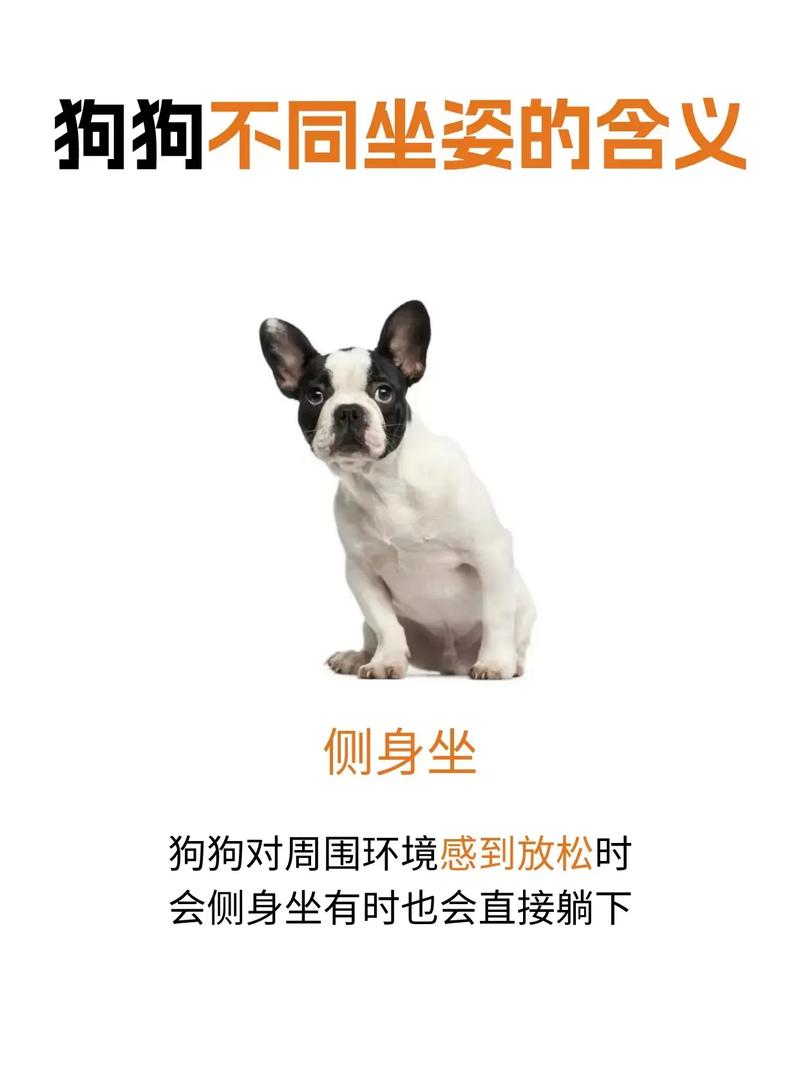 解析“怎样训练狗狗坐下”你不知道的事-第1张图片 解析“怎样训练狗狗坐下”你不知道的事-第1张图片