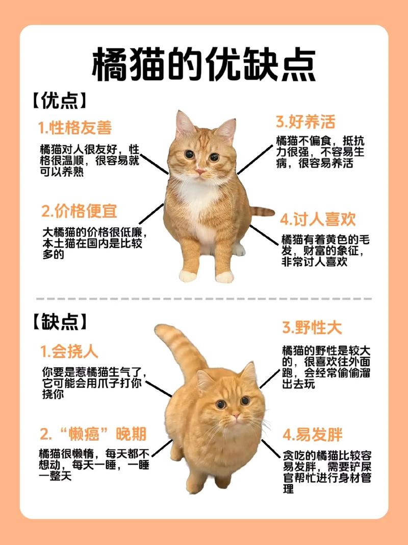 橘猫寿命,橘猫咪的寿命-第1张图片 橘猫寿命,橘猫咪的寿命-第1张图片