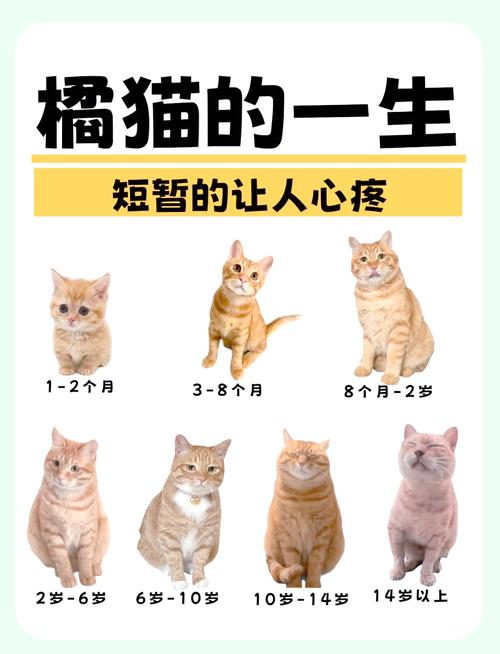 橘猫寿命,橘猫咪的寿命-第2张图片 橘猫寿命,橘猫咪的寿命-第2张图片