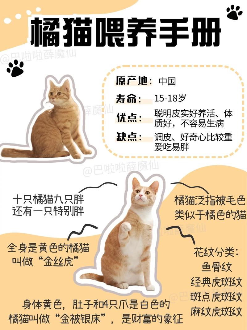 橘猫寿命,橘猫咪的寿命-第3张图片 橘猫寿命,橘猫咪的寿命-第3张图片