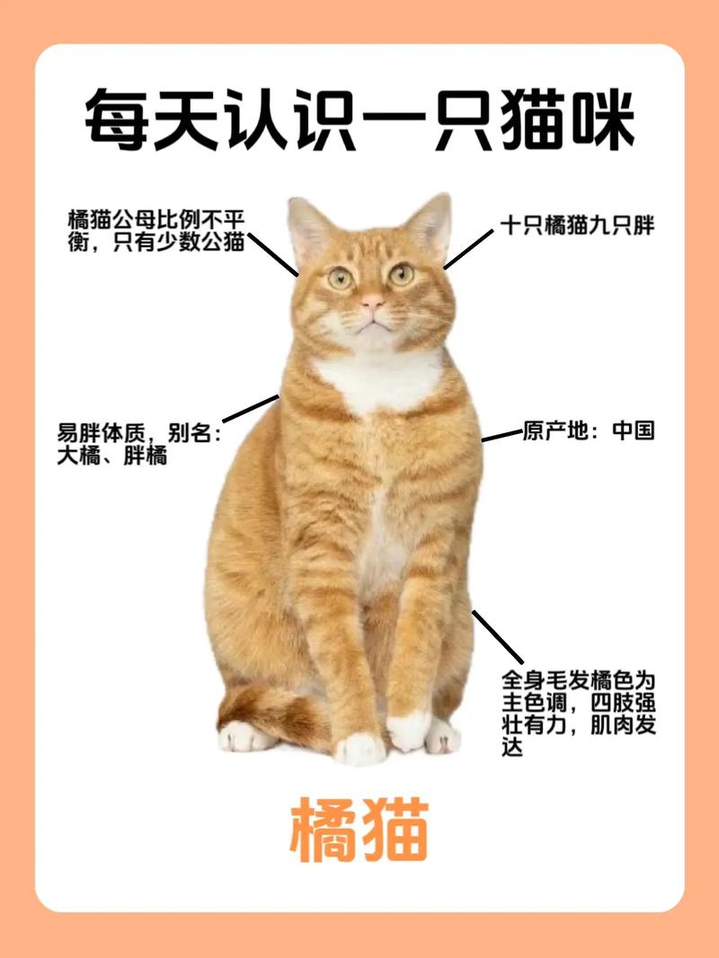 橘猫寿命,橘猫咪的寿命-第4张图片 橘猫寿命,橘猫咪的寿命-第4张图片