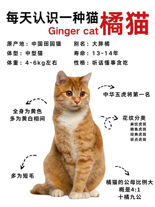 橘猫寿命,橘猫咪的寿命-第6张图片 橘猫寿命,橘猫咪的寿命-第6张图片