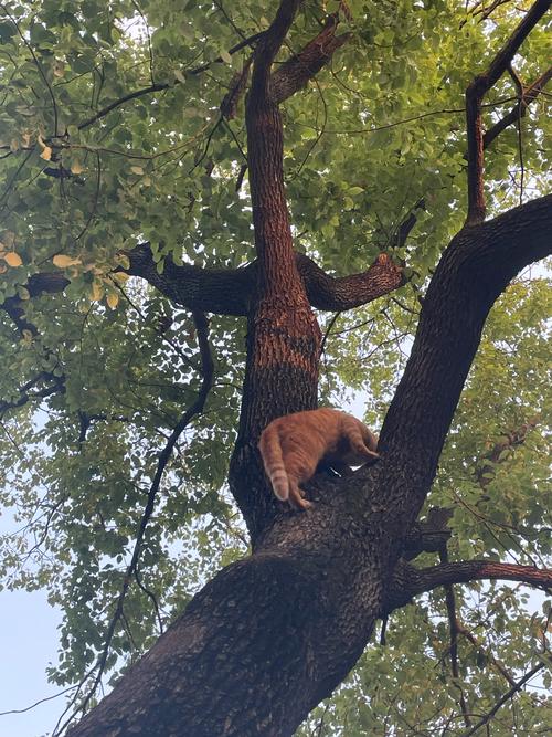 小猫爬树,小猫爬树简笔画-第1张图片 小猫爬树,小猫爬树简笔画-第1张图片