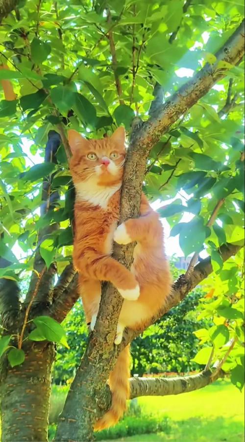 小猫爬树,小猫爬树简笔画-第2张图片 小猫爬树,小猫爬树简笔画-第2张图片