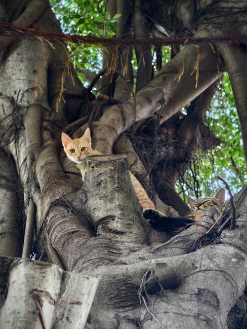 小猫爬树,小猫爬树简笔画-第4张图片 小猫爬树,小猫爬树简笔画-第4张图片