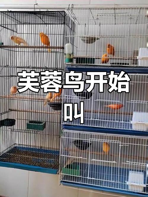 芙蓉鸟吃什么食比较好/芙蓉鸟的鸟食怎么搭配-第2张图片 芙蓉鸟吃什么食比较好/芙蓉鸟的鸟食怎么搭配-第2张图片