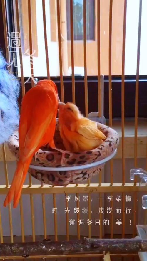 芙蓉鸟吃什么食比较好/芙蓉鸟的鸟食怎么搭配-第3张图片 芙蓉鸟吃什么食比较好/芙蓉鸟的鸟食怎么搭配-第3张图片