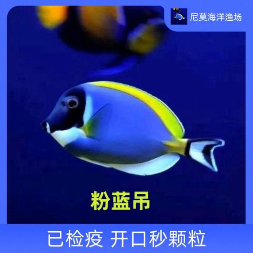 清道夫,清道夫为什么养一段时间就死-第3张图片 清道夫,清道夫为什么养一段时间就死-第3张图片