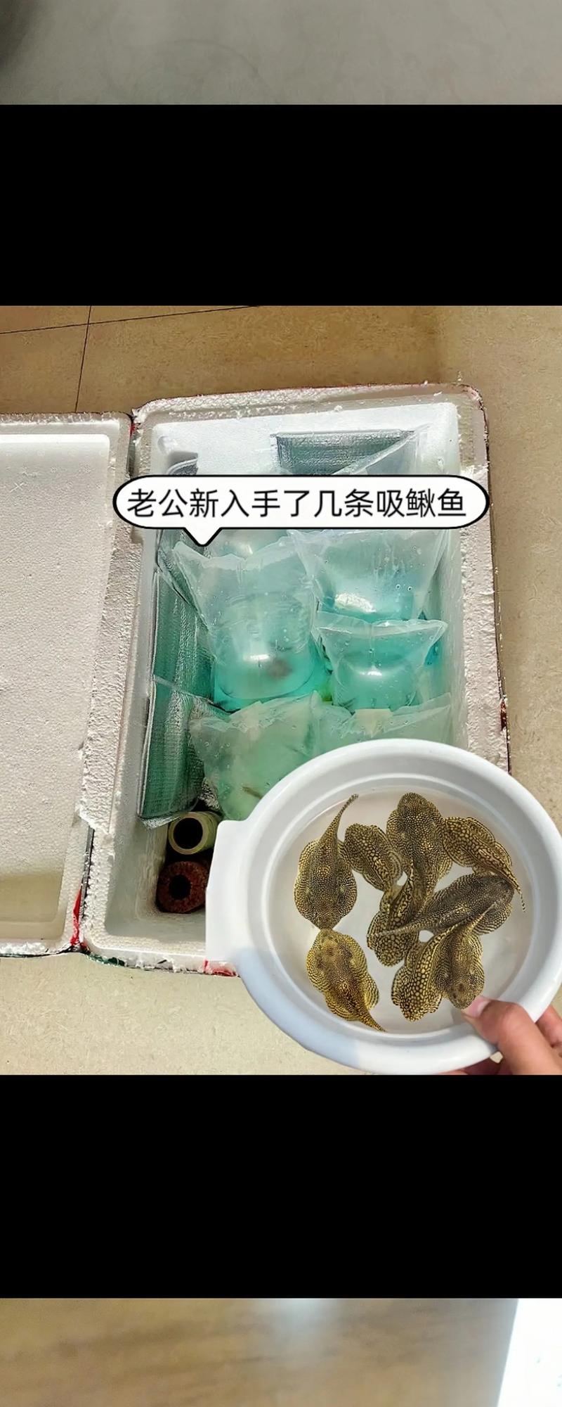 清道夫,清道夫为什么养一段时间就死-第6张图片 清道夫,清道夫为什么养一段时间就死-第6张图片