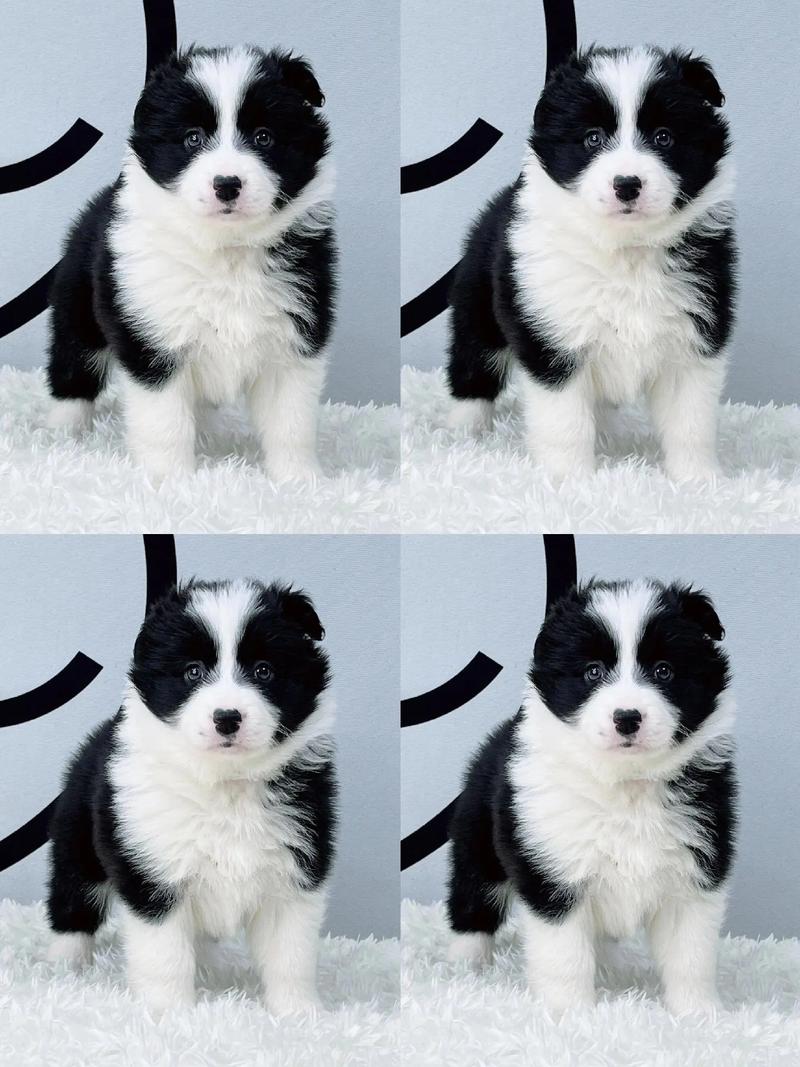 解析“边牧幼犬训练”你不知道的事-第2张图片 解析“边牧幼犬训练”你不知道的事-第2张图片