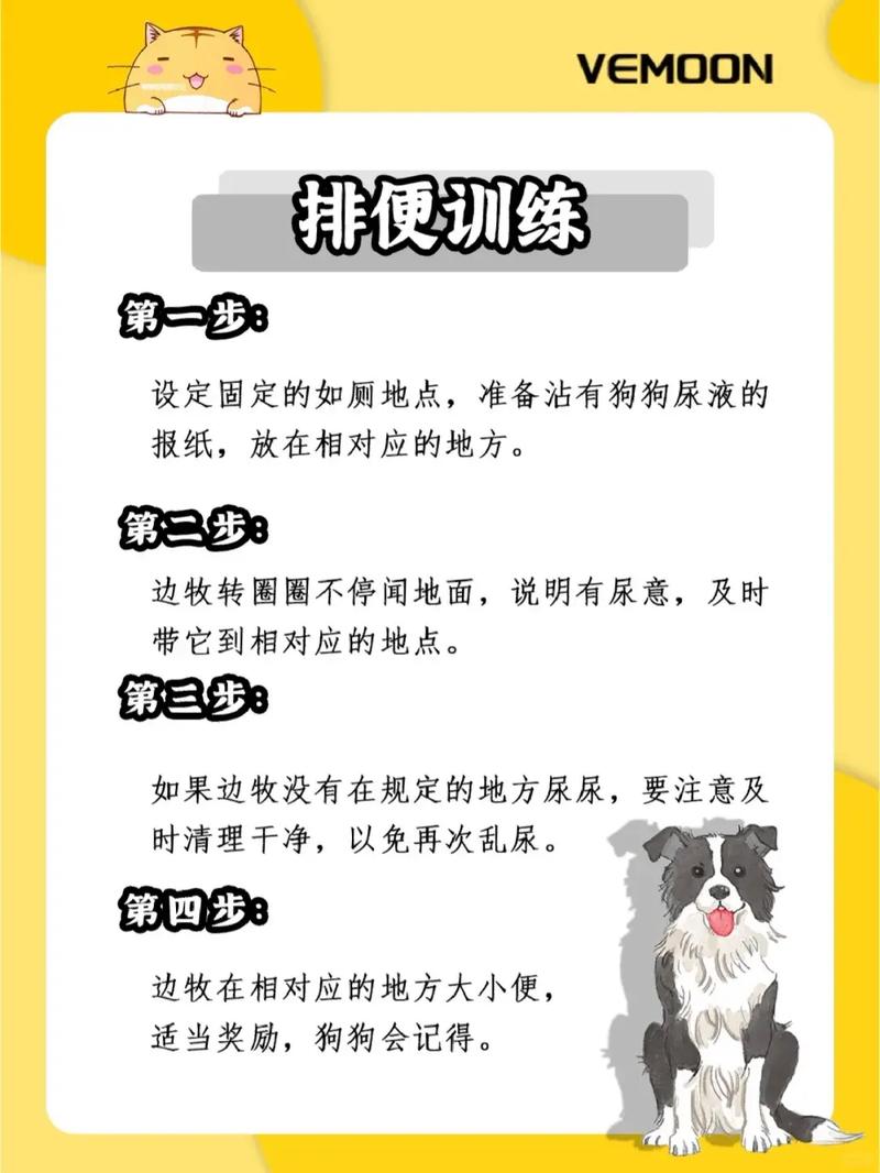 解析“边牧幼犬训练”你不知道的事-第6张图片 解析“边牧幼犬训练”你不知道的事-第6张图片