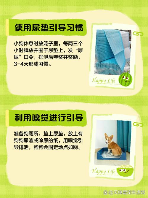 解析“边牧幼犬训练”你不知道的事-第7张图片 解析“边牧幼犬训练”你不知道的事-第7张图片
