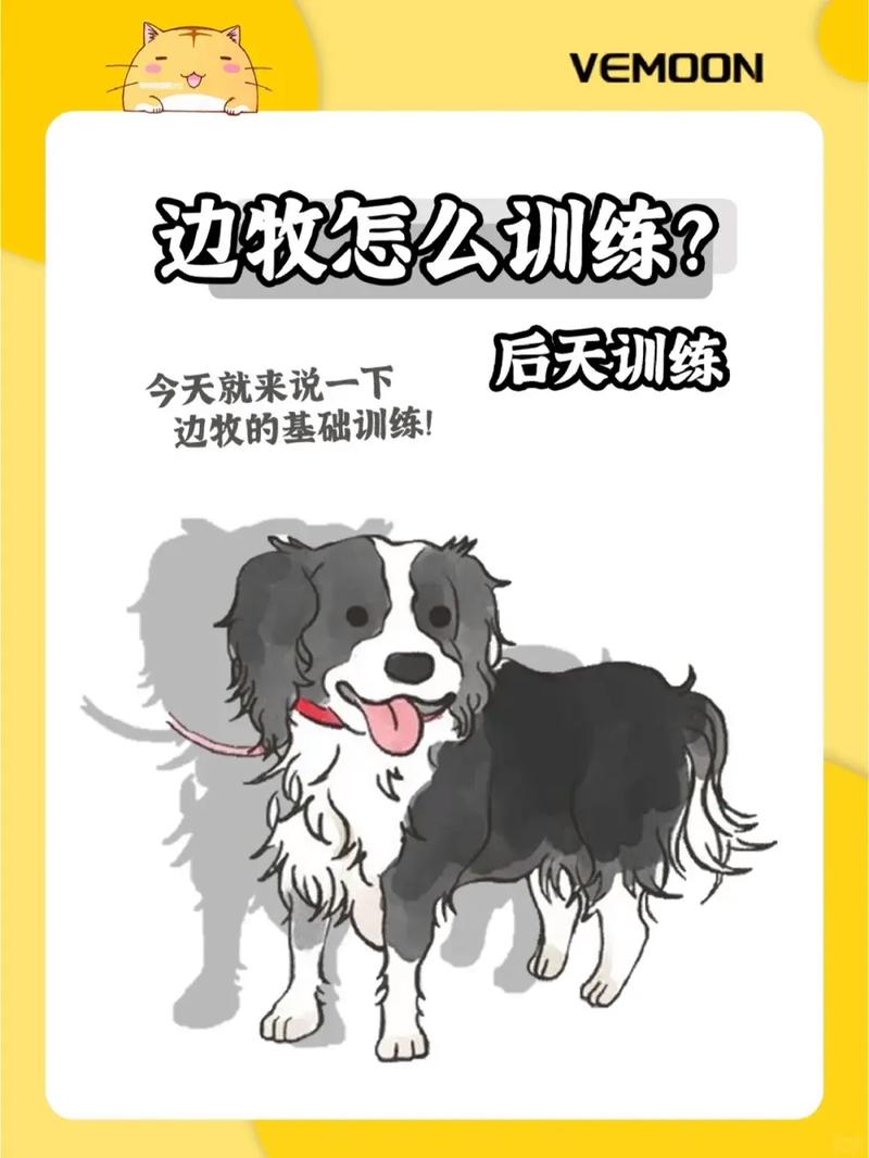 解析“边牧幼犬训练”你不知道的事-第9张图片 解析“边牧幼犬训练”你不知道的事-第9张图片