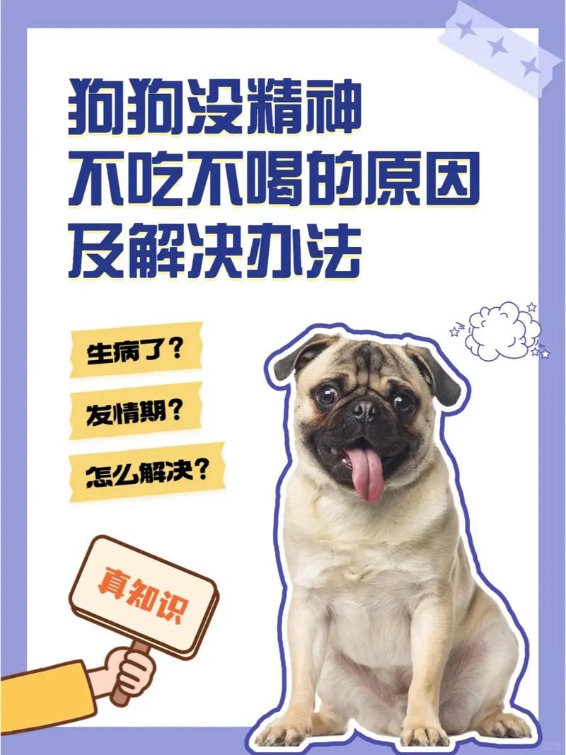 解析“狗不吃东西”你不知道的事-第4张图片 解析“狗不吃东西”你不知道的事-第4张图片