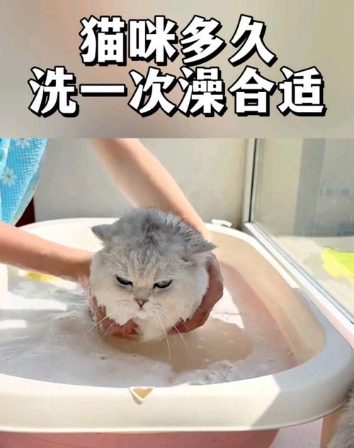 解析“猫多久洗一次澡”你不知道的事-第1张图片 解析“猫多久洗一次澡”你不知道的事-第1张图片