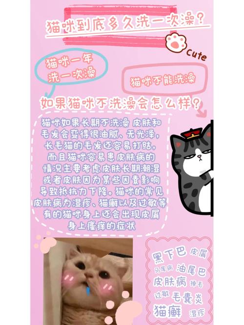 解析“猫多久洗一次澡”你不知道的事-第2张图片 解析“猫多久洗一次澡”你不知道的事-第2张图片
