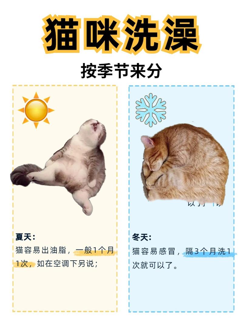 解析“猫多久洗一次澡”你不知道的事-第3张图片 解析“猫多久洗一次澡”你不知道的事-第3张图片