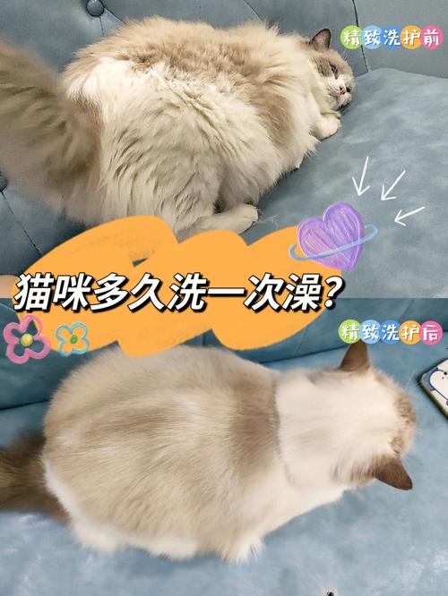 解析“猫多久洗一次澡”你不知道的事-第4张图片 解析“猫多久洗一次澡”你不知道的事-第4张图片
