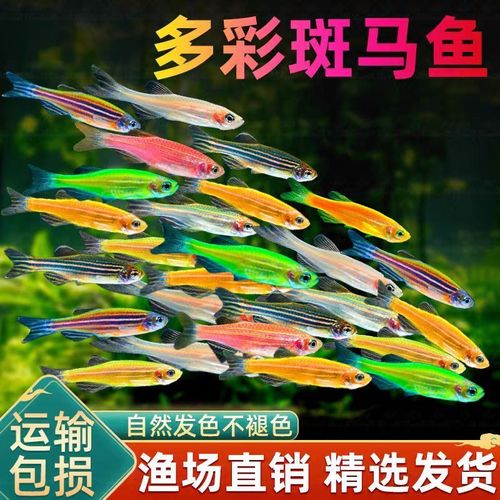 作为消费者“斑马鱼需要打氧吗”你不能不知道-第1张图片 作为消费者“斑马鱼需要打氧吗”你不能不知道-第1张图片