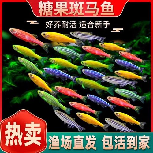 作为消费者“斑马鱼需要打氧吗”你不能不知道-第6张图片 作为消费者“斑马鱼需要打氧吗”你不能不知道-第6张图片