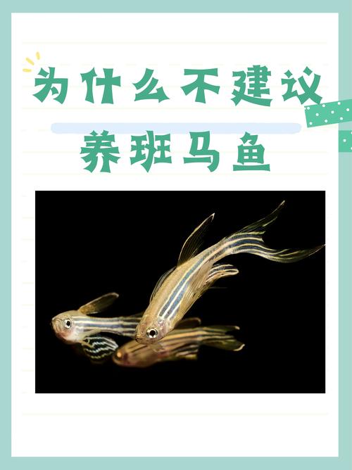 作为消费者“斑马鱼需要打氧吗”你不能不知道-第7张图片 作为消费者“斑马鱼需要打氧吗”你不能不知道-第7张图片