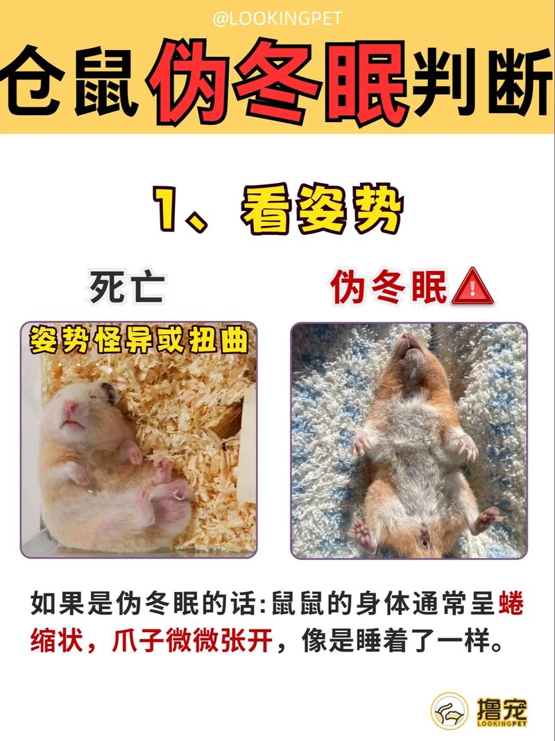 晚上不睡觉的动物-十二生肖晚上不睡觉的动物-第3张图片 晚上不睡觉的动物-十二生肖晚上不睡觉的动物-第3张图片