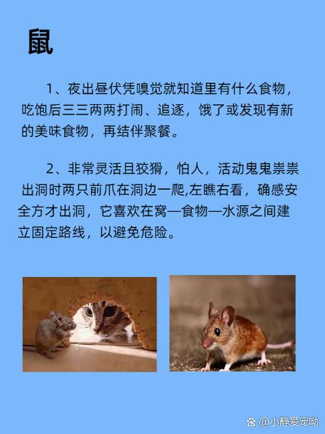 晚上不睡觉的动物-十二生肖晚上不睡觉的动物-第10张图片 晚上不睡觉的动物-十二生肖晚上不睡觉的动物-第10张图片