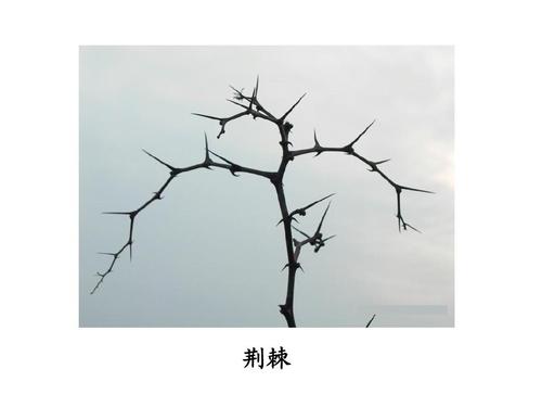 肚里,肚里有蛔虫有什么表现-第2张图片 肚里,肚里有蛔虫有什么表现-第2张图片