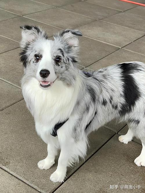边境牧羊犬种类及-边境牧羊犬又名-第2张图片 边境牧羊犬种类及-边境牧羊犬又名-第2张图片