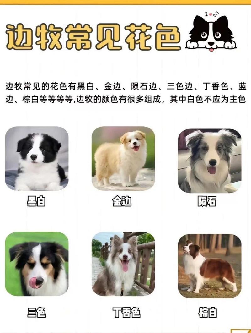 边境牧羊犬种类及-边境牧羊犬又名-第4张图片 边境牧羊犬种类及-边境牧羊犬又名-第4张图片