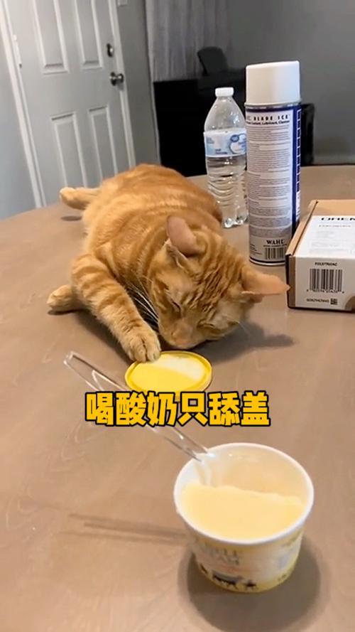 猫咪可以喝酸奶吗,猫咪可以喝酸奶吗?一天可以喝多少酸奶-第3张图片 猫咪可以喝酸奶吗,猫咪可以喝酸奶吗?一天可以喝多少酸奶-第3张图片
