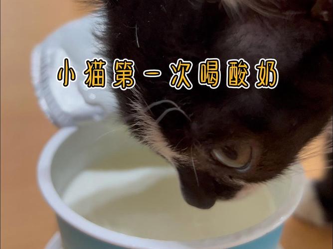 猫咪可以喝酸奶吗,猫咪可以喝酸奶吗?一天可以喝多少酸奶-第6张图片 猫咪可以喝酸奶吗,猫咪可以喝酸奶吗?一天可以喝多少酸奶-第6张图片