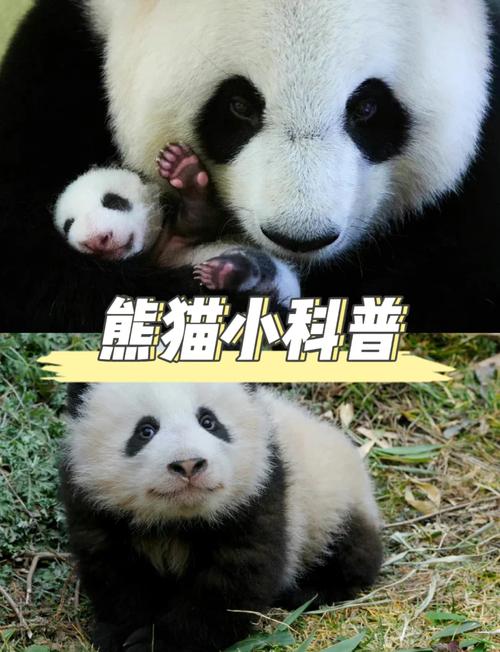 作为消费者“熊猫吃肉么”你不能不知道-第2张图片 作为消费者“熊猫吃肉么”你不能不知道-第2张图片