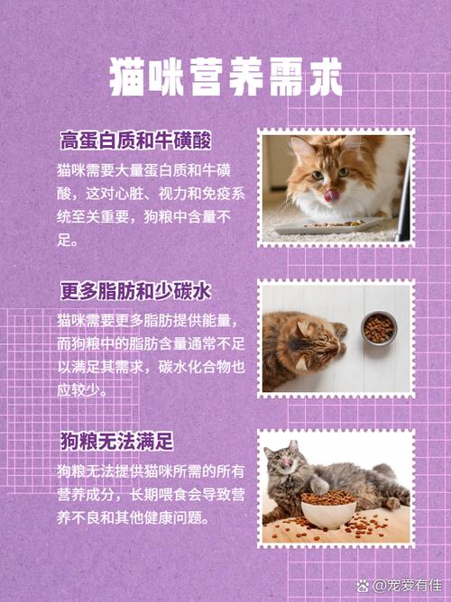 猫能不能吃狗粮/猫是否能吃狗粮-第7张图片 猫能不能吃狗粮/猫是否能吃狗粮-第7张图片