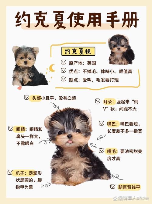 4个月约克夏可以剪毛吗/约克夏四个月小型的正常长几斤-第8张图片 4个月约克夏可以剪毛吗/约克夏四个月小型的正常长几斤-第8张图片