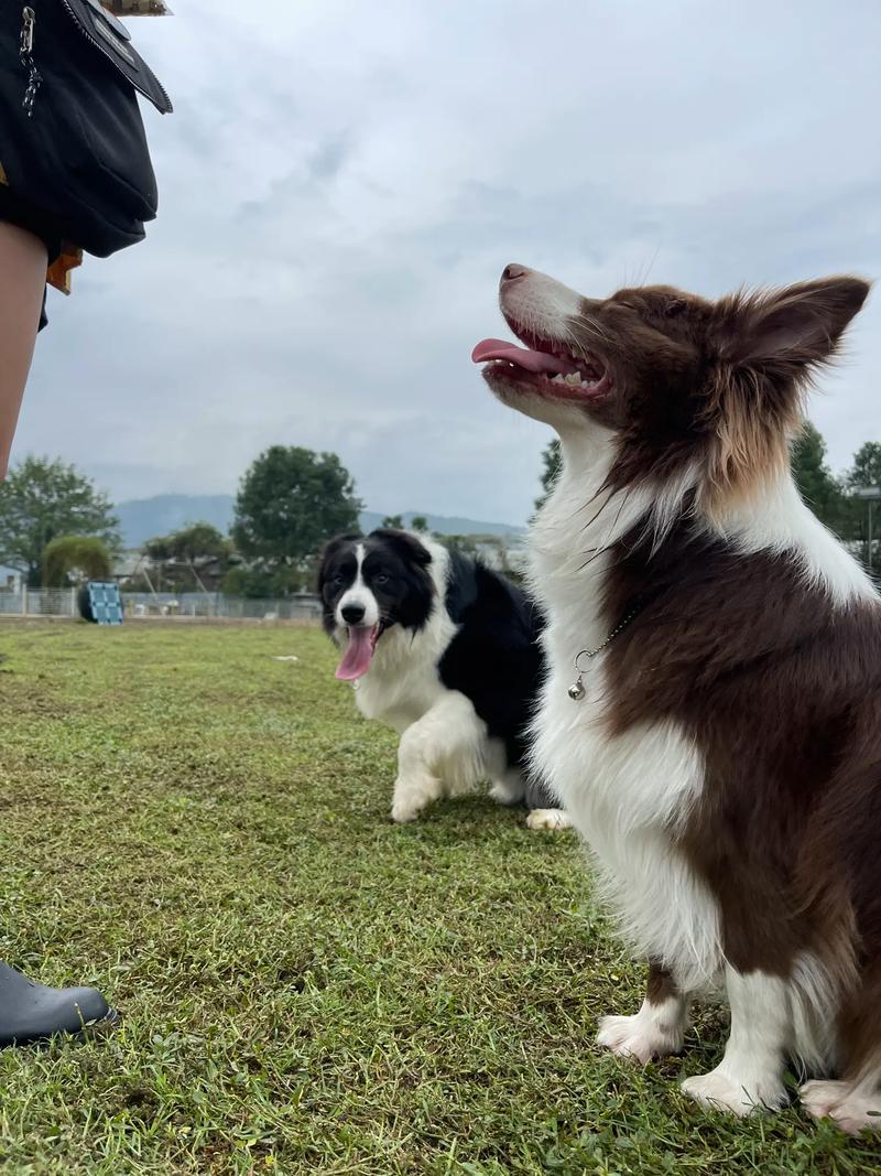 解析“边境牧羊犬怎么训练坐立”你不知道的事-第1张图片 解析“边境牧羊犬怎么训练坐立”你不知道的事-第1张图片