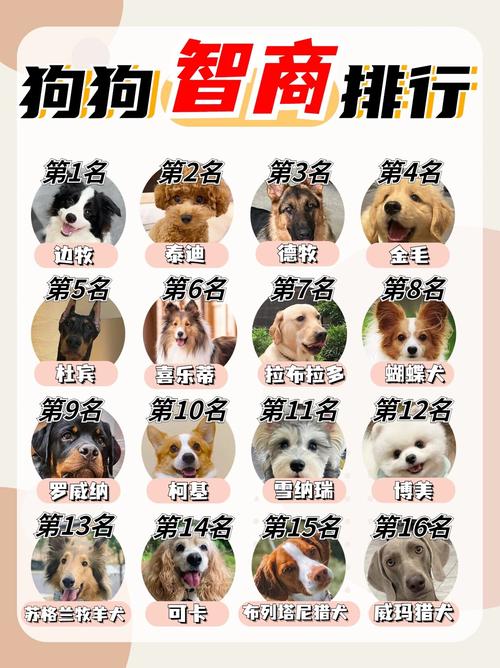 解析“边境牧羊犬怎么训练坐立”你不知道的事-第2张图片 解析“边境牧羊犬怎么训练坐立”你不知道的事-第2张图片
