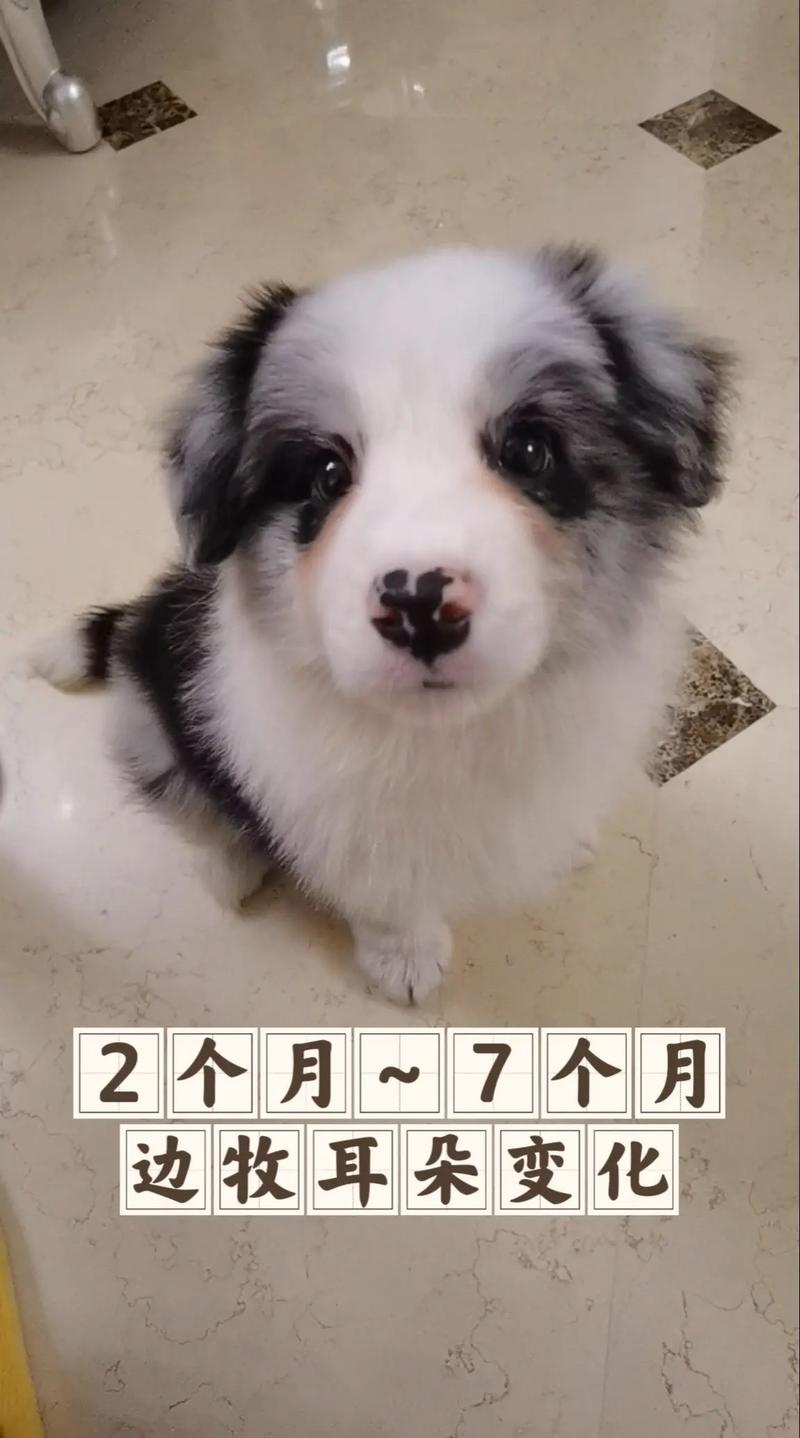 解析“边境牧羊犬怎么训练坐立”你不知道的事-第3张图片 解析“边境牧羊犬怎么训练坐立”你不知道的事-第3张图片