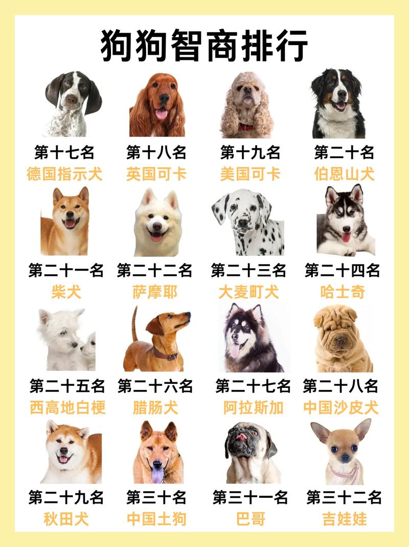 解析“边境牧羊犬怎么训练坐立”你不知道的事-第4张图片 解析“边境牧羊犬怎么训练坐立”你不知道的事-第4张图片