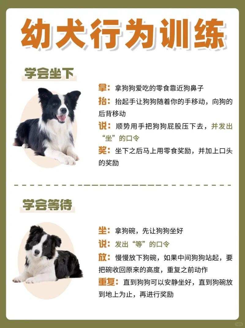 解析“边境牧羊犬怎么训练坐立”你不知道的事-第6张图片 解析“边境牧羊犬怎么训练坐立”你不知道的事-第6张图片
