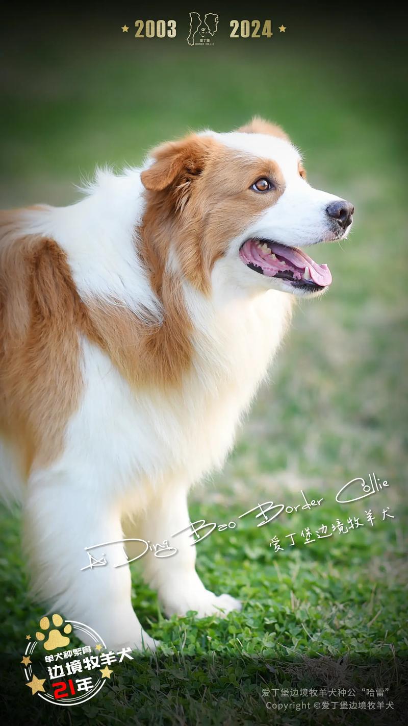 解析“边境牧羊犬怎么训练坐立”你不知道的事-第8张图片 解析“边境牧羊犬怎么训练坐立”你不知道的事-第8张图片